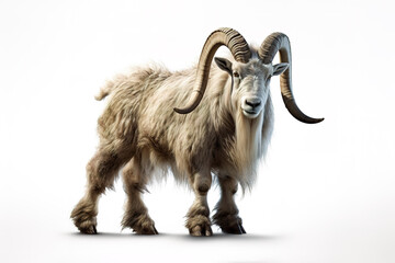 Image of mountain goat on white background. Wildlife Animals.
