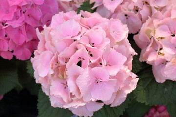 可愛らしいピンクのアジサイの花