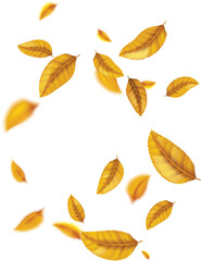 Flying on wind yellow realistic fall leaf isolated