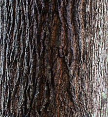 Black and brown bark surface, close-up shot.
