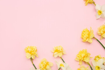 Composition with narcissus flowers on pink background. Top view