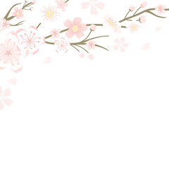 Png Japanese cherry blossom transparent background Hanami festival
