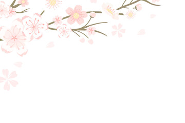 Obraz na płótnie Canvas Png Japanese cherry blossom transparent background Hanami festival