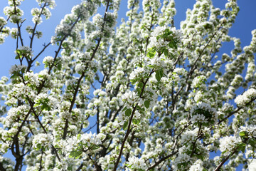 Beautiful blossoming cherry tree branches against blue sky