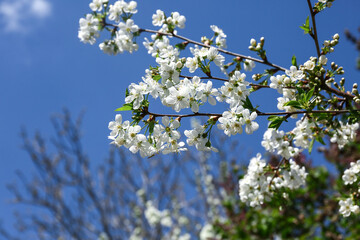 Beautiful blossoming tree branch on spring day