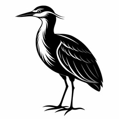 night heron heron on a white background   Vector Illustration 