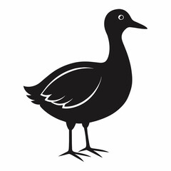 duck isolated on white Vector Illustration