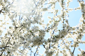 Beautiful blossoming tree branches outdoors