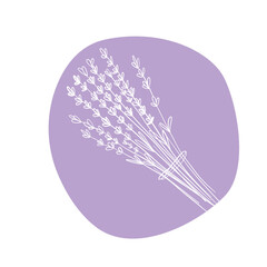 Lavender, line art, vector illustration - 789844694