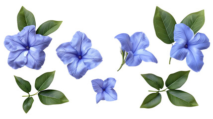 periwinkle flowers in full bloom, isolated on a transparent background. Top view flat lay 3D digital art design perfect for botanical illustrations and springtime concepts.