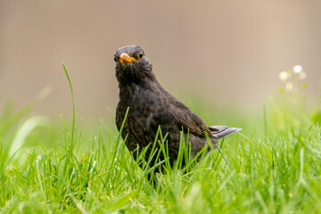 The common blackbird (Turdus merula) is a species of true thrush. It is also called the Eurasian...