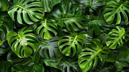 Vibrant green Monstera deliciosa leaves, also known as the Swiss Cheese Plant, with characteristic splits and holes, in a lush arrangement. - obrazy, fototapety, plakaty