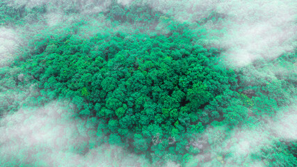 aerial view of fog and dark green forest Rich natural ecosystem, rainforest, natural forest...