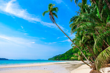 Beach and coconut trees on the island summer sea with sunlight The sandy beach and sea shine...