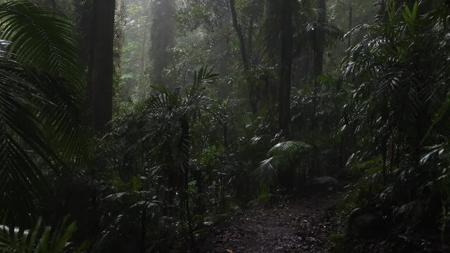 Misty Rainforest Ambience