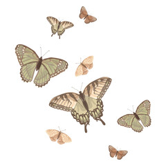 Naklejka premium Green butterfly png sticker, watercolor collage element