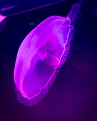 Pink jellyfish swims in the sea on a black background