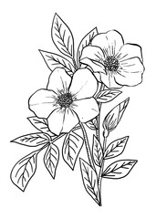 Hand drawn flower png sticker, line art design, transparent background