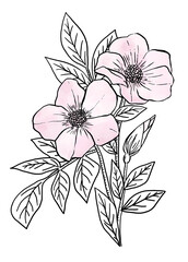 Flower watercolor png line art, aesthetic element, transparent background