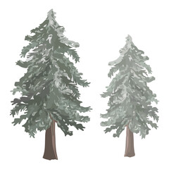 Pine trees png sticker, transparent background
