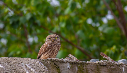 owl in its natural environment, Little Owl, Athene noctua	