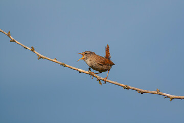 bird looking around  in woodland, Eurasian Wren, Troglodytes troglodytes	