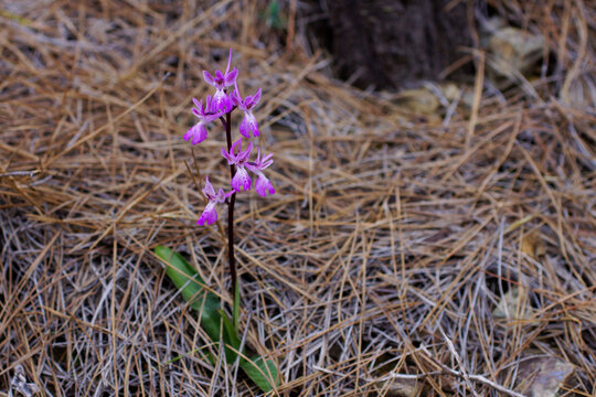 Troodos orchid (Orchis troodi) in natural habitat in full bloom, Cyprus
