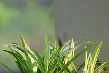 green grass in the wind