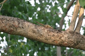 woodpecker on tree