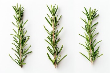 Obraz premium set of rosemary leaf isolated on the white background