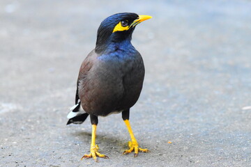 Amazing Wildlife of Sri Lanka