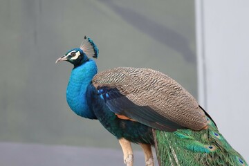 peacock with feathers out