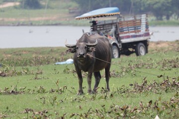 farmer and horse