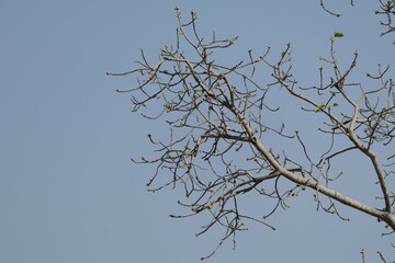 branches of a tree against sky