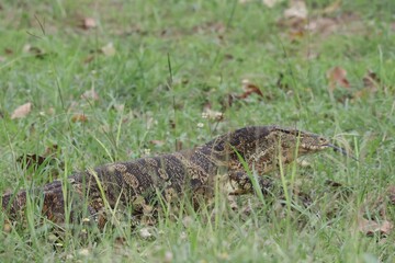 lizard on the grass