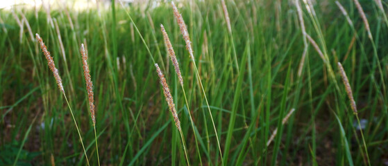 background weeds at the garden