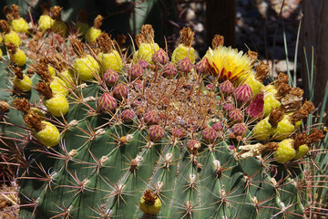 Golden Barrel Cactus Fruits and Flowers