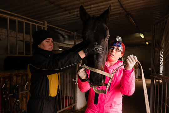Veterinarian examining horse's mouth with dental speculum
