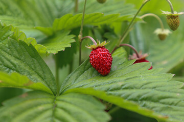 Berries of wild strawberries.