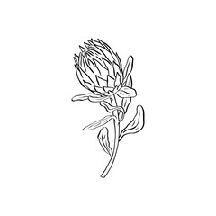 Obraz premium Protea flower black line art isolated on white background