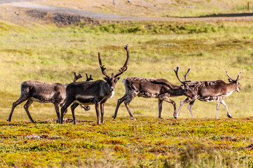 Telephot shot of a group of running reindeer in Northern Norway.