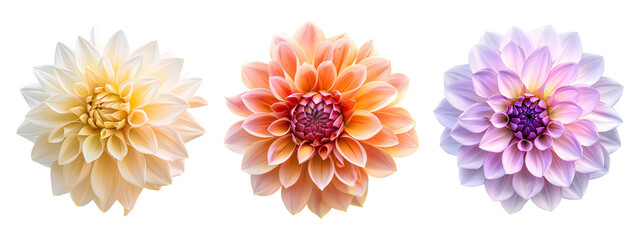 Dahlia flower varieties collection isolated on a transparent cut-out background