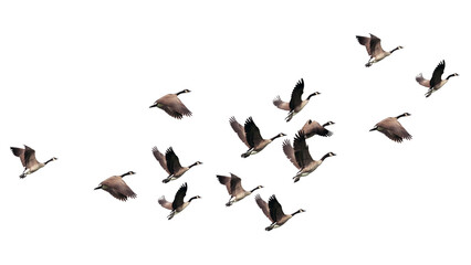 Flying geese png cut out, bird, animal graphic on transparent background © Rawpixel.com
