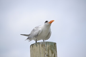 A seagull crouches atop a wooden pole at Ponce Inlet Jetty Beach in Florida, poised for takeoff.