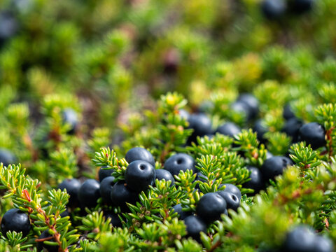 Black crowberries (Empetrum nigrum) found in Greenland.