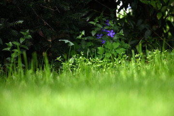 Fokussierte Nahaufnahme einer grünen Rasenfläche im Sonnenlicht. Boden Musterfläche für Gras Saat.