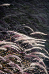 Fountain grass panicles in sunlight