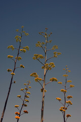 Very tall agave flower stems in evening light