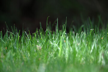 Fokussierte Nahaufnahme eines Fußballfeldes mit grünen Rasenfläche im hellen Sonnenlicht. Hintergrundfläche mit Meister Gras Saat.