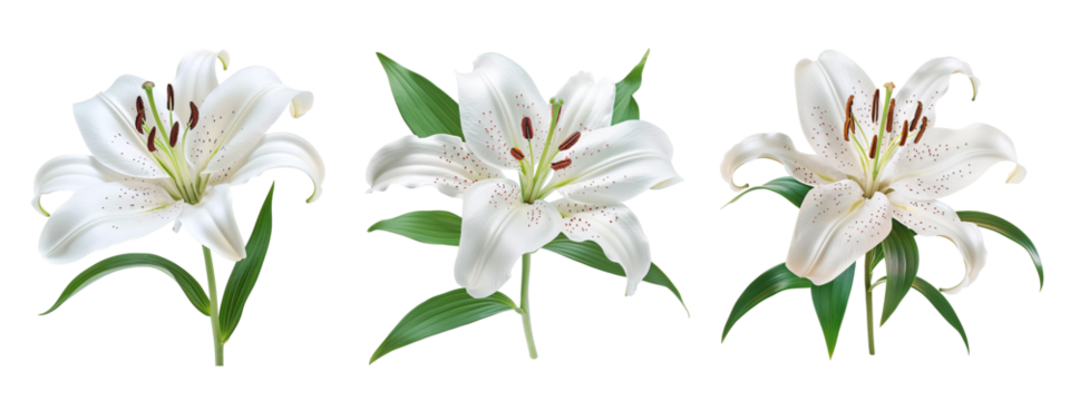 lily flowers collection isolated on a transparent cut-out background